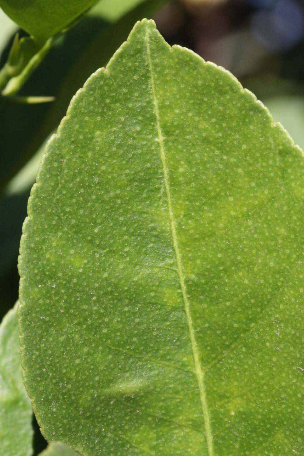              Margin (Riverside, CA)       